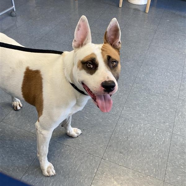 Shelter Stray Male Dog last seen , 12910 Yukon Ave, Hawthorne, CA 90250, USA