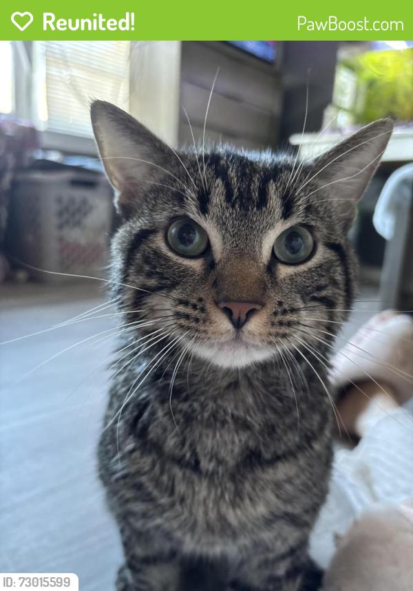 Reunited Male Cat last seen Pond rd, Duluth, GA 30096