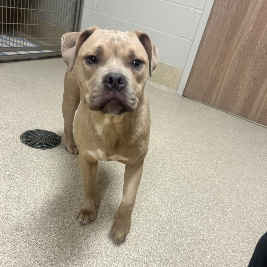 Shelter Stray Female Dog last seen , 54687 Co Rd 19, Bristol, IN 46507, USA
