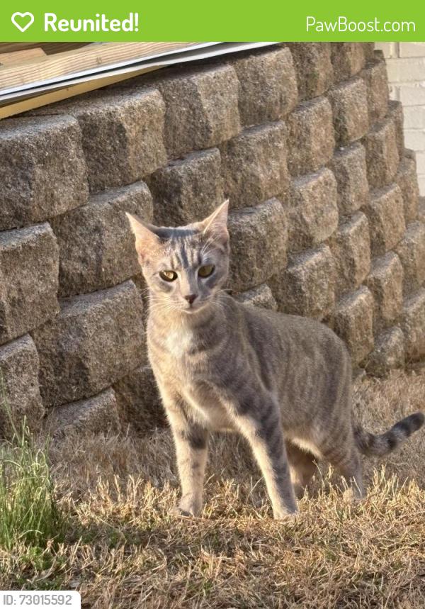 Reunited Female Cat last seen Pond rd, Duluth, GA 30096