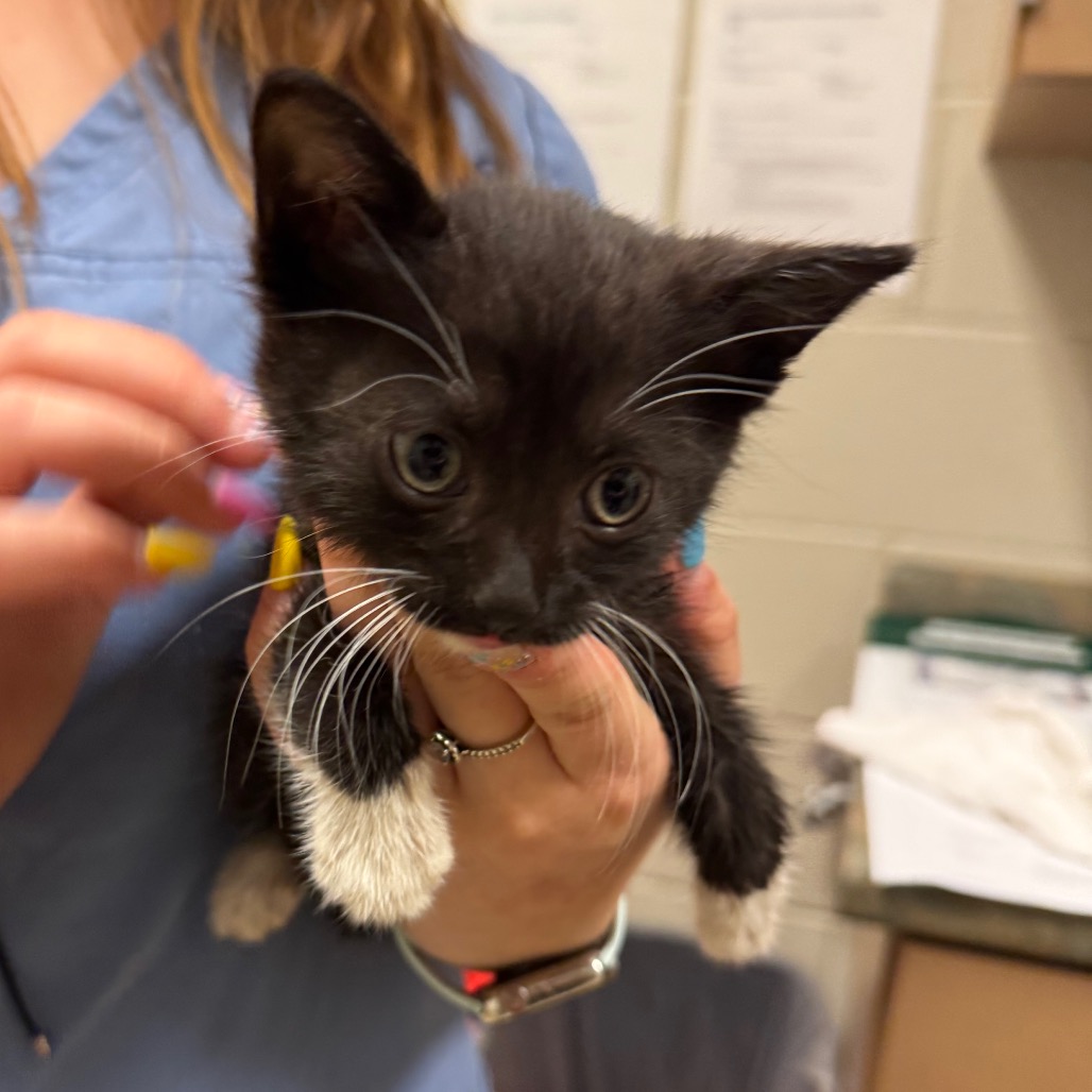 Shelter Stray Male Cat last seen , 54687 Co Rd 19, Bristol, IN 46507, USA