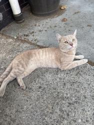 Found/Stray Male Cat last seen N holly street, spring garden, Philadelphia, PA 19104