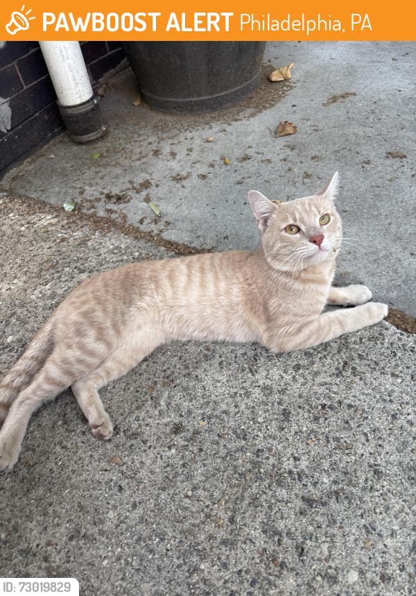 Found/Stray Male Cat last seen N holly street, spring garden, Philadelphia, PA 19104