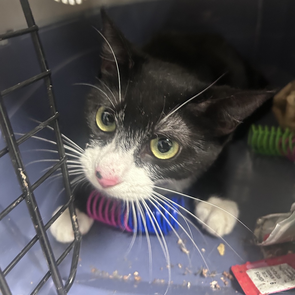 Shelter Stray Unknown Cat last seen , Animal Care & Control Team of Philly, 111 W Hunting Park Ave, Philadelphia, PA 19140, USA