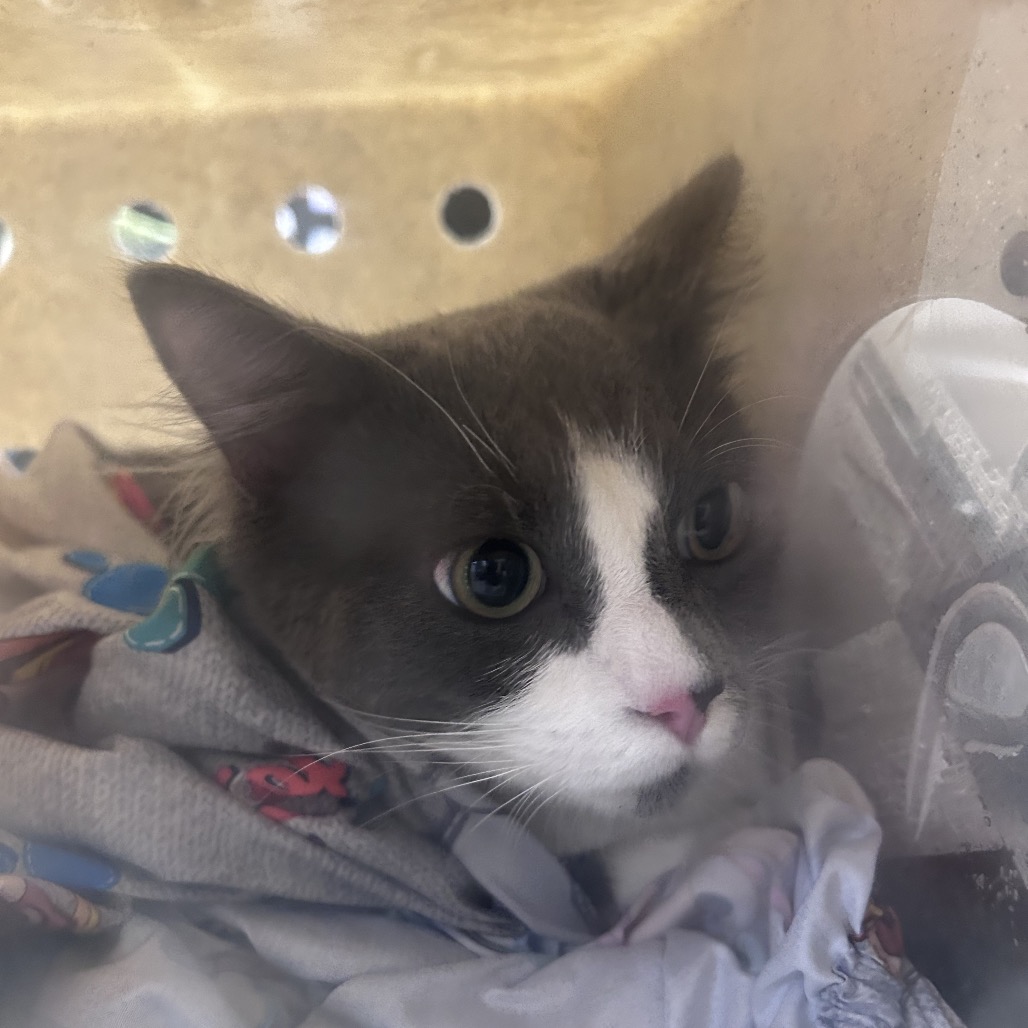 Shelter Stray Unknown Cat last seen , Animal Care & Control Team of Philly, 111 W Hunting Park Ave, Philadelphia, PA 19140, USA