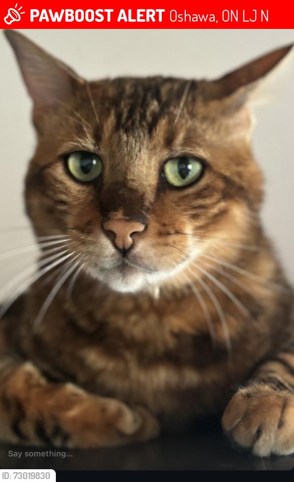 Lost Male Cat last seen Cedar / Phillip Murray , Oshawa, ON L1J 6N6