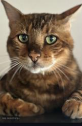 Lost Male Cat last seen Cedar / Phillip Murray , Oshawa, ON L1J 6N6