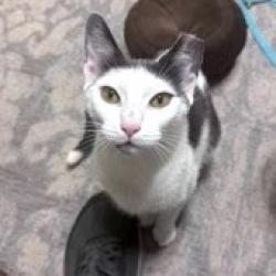 Shelter Stray Female Cat last seen , 8020 Washington St, Port Richey, FL 34668, USA