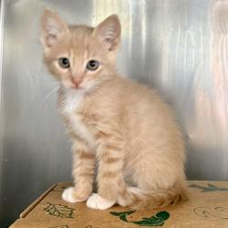 Shelter Stray Male Cat last seen , 4575 E Mesquite Ave, Palm Springs, CA 92264, USA
