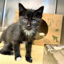 Shelter Stray Female Cat last seen , 4575 E Mesquite Ave, Palm Springs, CA 92264, USA