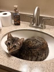 Lost Female Cat last seen Near Mantelli Dr and Poplar Dr , Gilroy, CA 95020