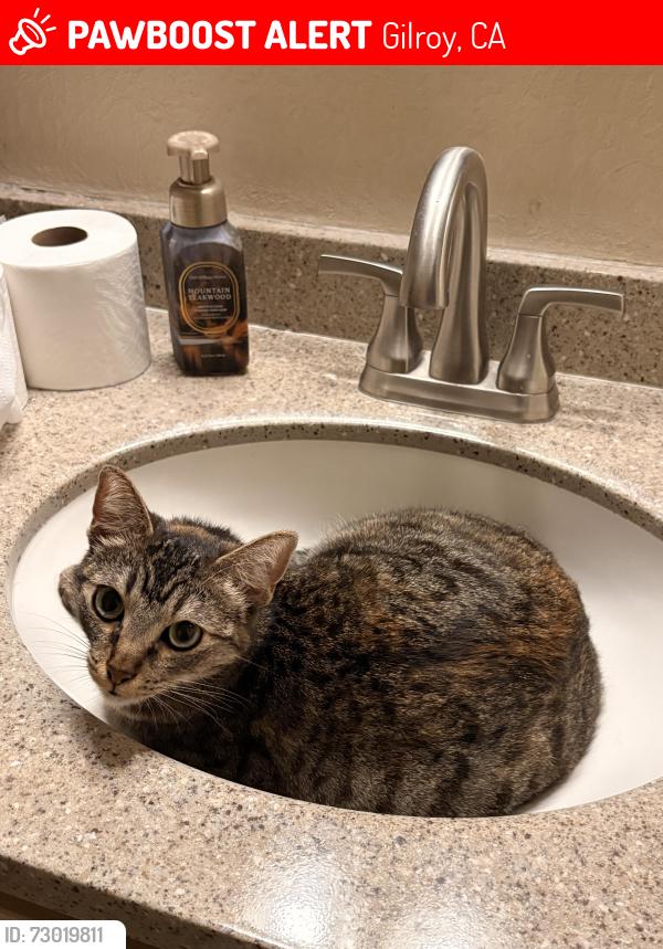Lost Female Cat last seen Near Mantelli Dr and Poplar Dr , Gilroy, CA 95020