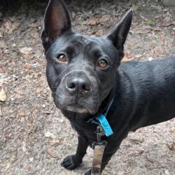 Shelter Stray Female Dog last seen , 8464 Beach Blvd, Jacksonville, FL 32216, USA