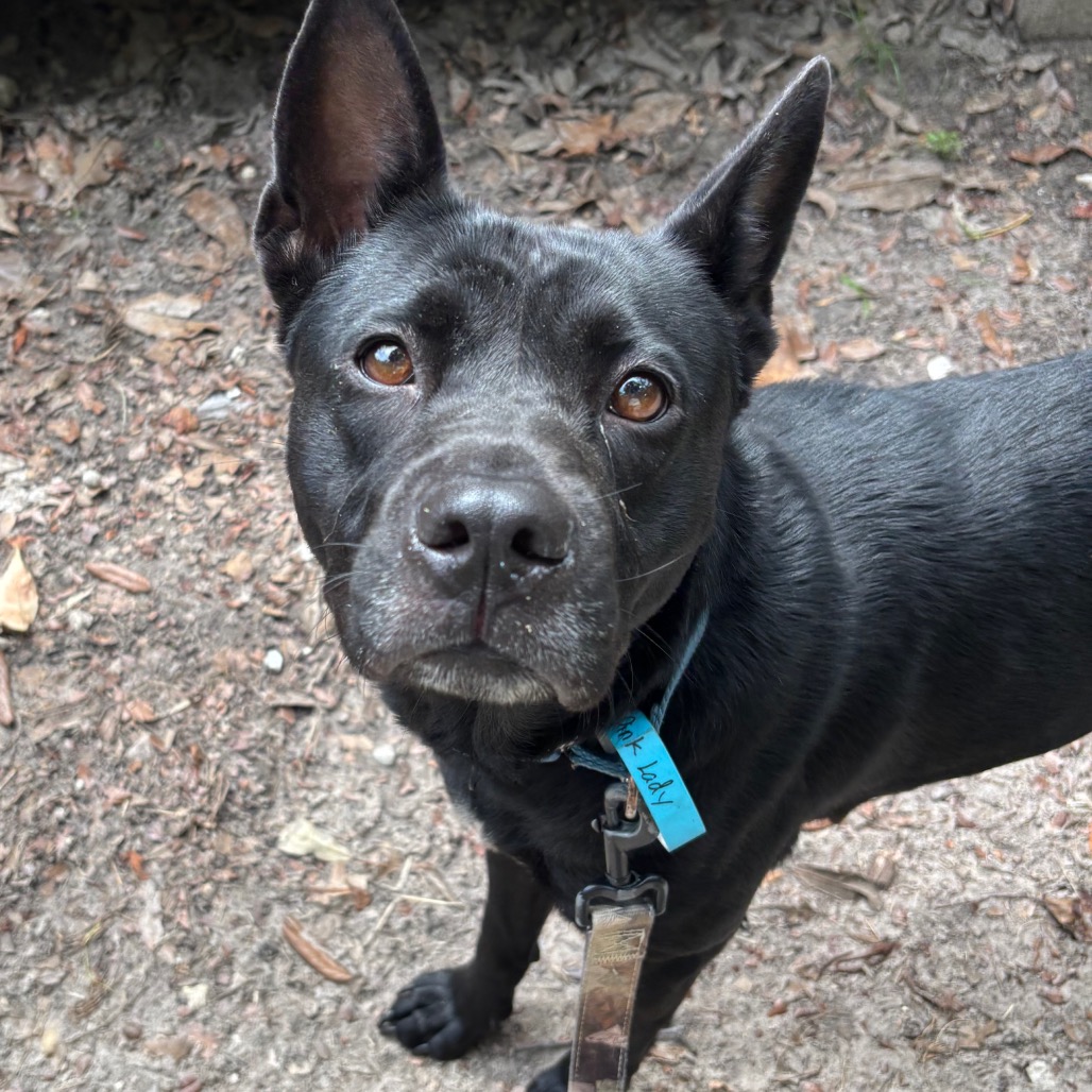 Shelter Stray Female Dog last seen , 8464 Beach Blvd, Jacksonville, FL 32216, USA