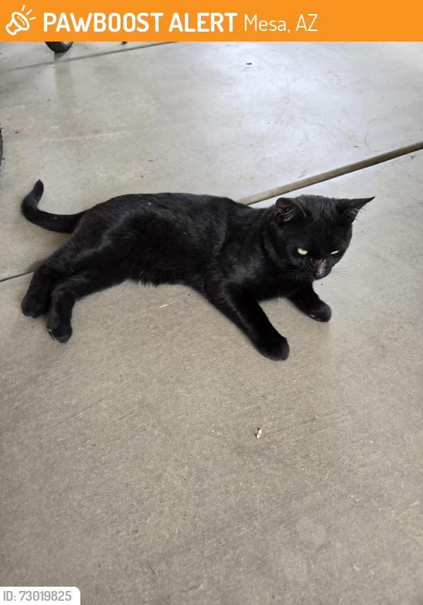 Found/Stray Male Cat last seen Brown and Recker East Mesa, Mesa, AZ 85205