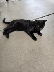 Found/Stray Male Cat last seen Brown and Recker East Mesa, Mesa, AZ 85205