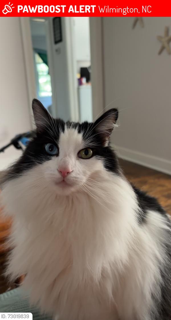 Lost Male Cat last seen Woodlawn Ave, near greenfield lake, Wilmington, NC 28401