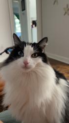 Lost Male Cat last seen Woodlawn Ave, near greenfield lake, Wilmington, NC 28401