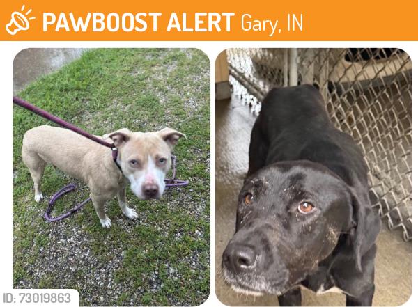 Found/Stray Unknown Dog last seen Gary Animal Control, Gary, IN 46402