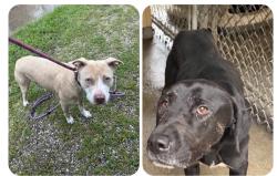 Found/Stray Unknown Dog last seen Gary Animal Control, Gary, IN 46402