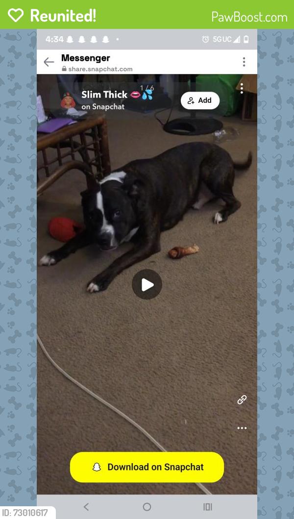 Reunited Male Dog last seen West Liberty street, Cincinnati, OH 45205