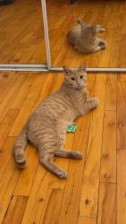 Lost Male Cat last seen Rue Lajeunesse, Montréal, QC H2M 1S7