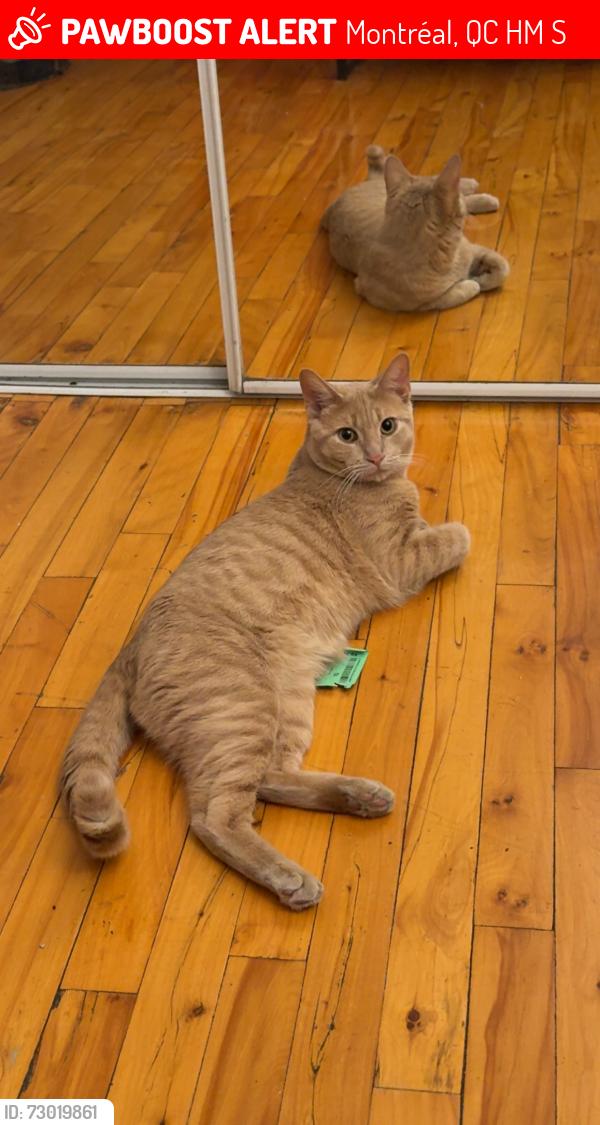 Lost Male Cat last seen Rue Lajeunesse, Montréal, QC H2M 1S7
