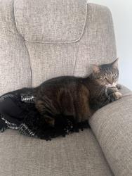 Reunited Male Cat last seen CVS , Bensalem, PA 19020