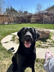 Lost Male Dog last seen Hairsine Area , Edmonton, AB 