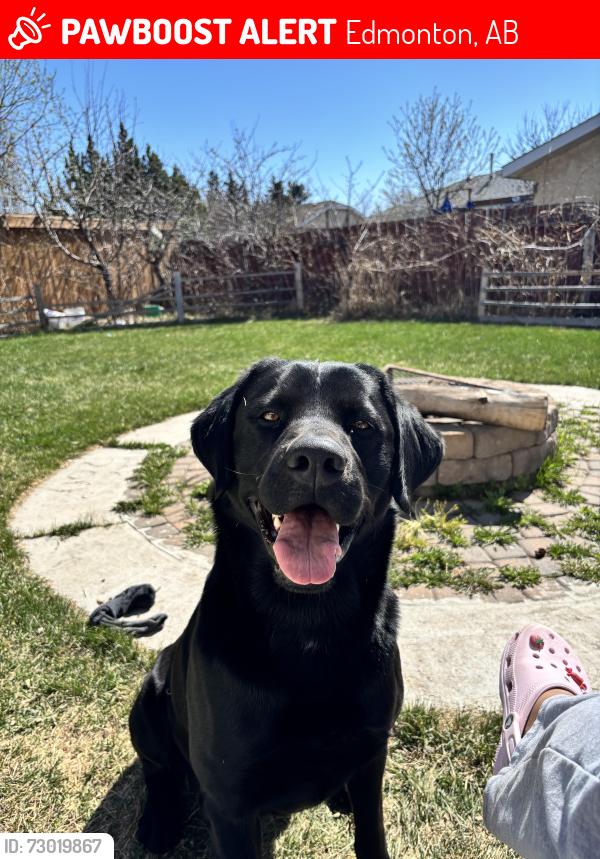 Lost Male Dog last seen Hairsine Area , Edmonton, AB 