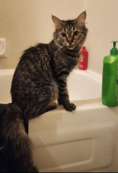 Lost Female Cat last seen Near guildford drive, Surrey, BC V3R 1W6