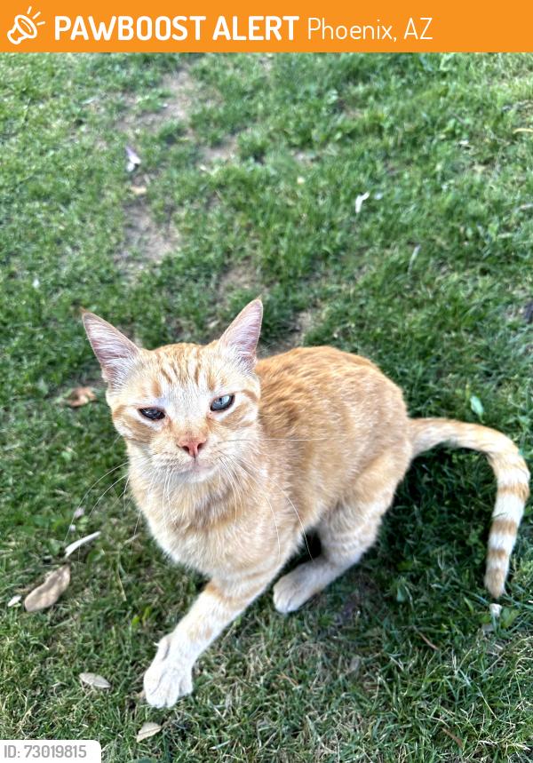 Found/Stray Male Cat last seen Union Hills & 32nd St Phoenix, AZ, Phoenix, AZ 85032