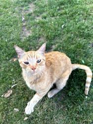 Found/Stray Male Cat last seen Union Hills & 32nd St Phoenix, AZ, Phoenix, AZ 85032