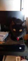 Lost Female Cat last seen Central Ave , Hemet, CA 92543