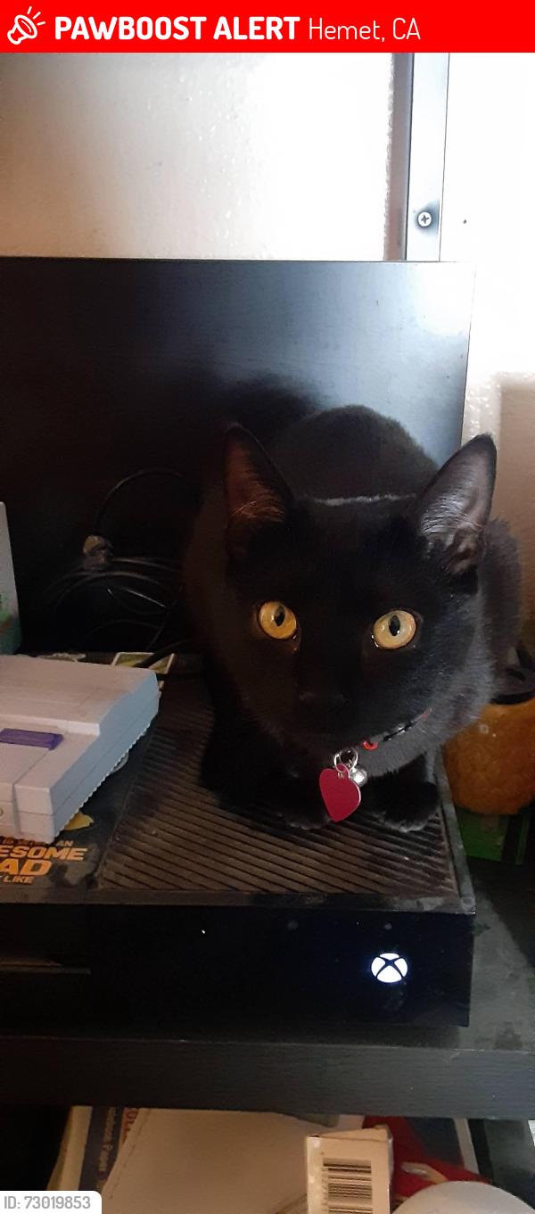 Lost Female Cat last seen Central Ave , Hemet, CA 92543