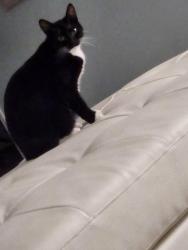 Reunited Female Cat last seen Near Magellan Dr , Sarasota, FL 34243