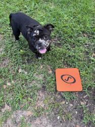 Found/Stray Male Dog last seen Lake Conroe Forest neighborhood, Conroe, TX 77316