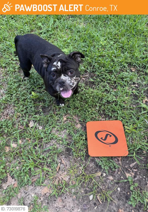 Found/Stray Male Dog last seen Lake Conroe Forest neighborhood, Conroe, TX 77316
