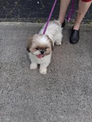 Reunited Female Dog last seen Near and Jackson st hollywood fl, Hollywood, FL 33021