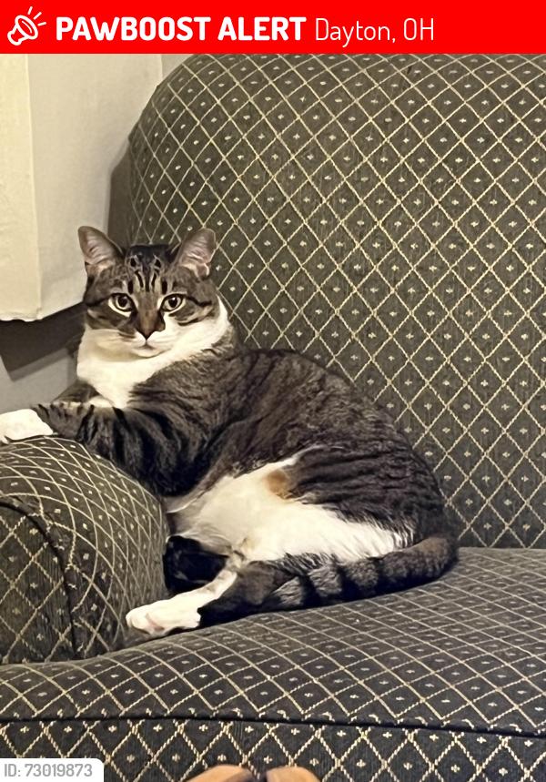 Lost Female Cat last seen Pursell and Muncie, Dayton, OH 45420