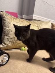 Reunited Female Cat last seen Calshot Road B42 2BZ, West Midlands, England B42 2BZ