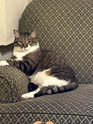 Lost Female Cat last seen Pursell and Muncie, Dayton, OH 45420