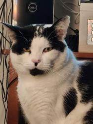 Reunited Male Cat last seen East 25th Ave and Vercler St , Spokane Valley, WA 99216