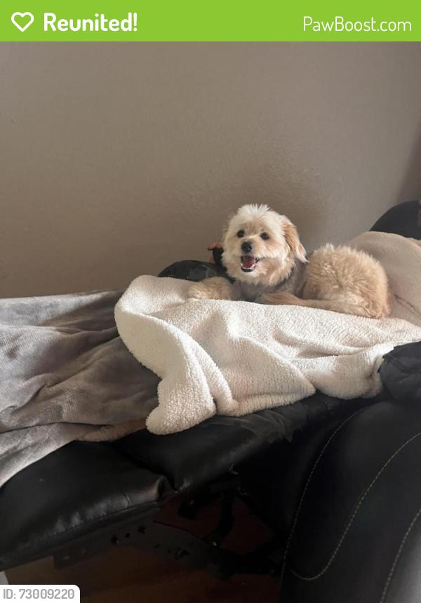 Reunited Male Dog last seen Owen st , Fontana, CA 92335