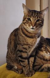 Reunited Male Cat last seen Sunset Ave, between Lincoln and 7th St. , Los Angeles, CA 90291