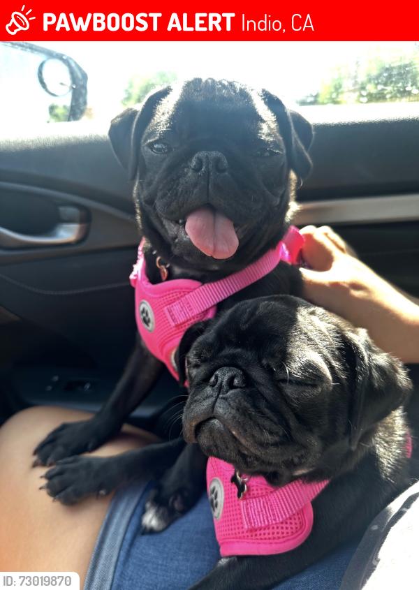 Lost Female Dog last seen Indio CA, Indio, CA 92201