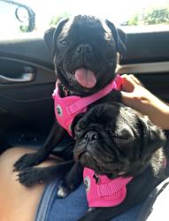 Lost Female Dog last seen Indio CA, Indio, CA 92201