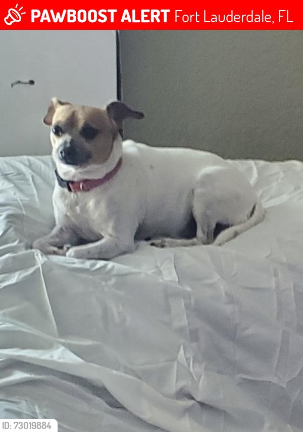 Lost Female Dog last seen The Field, Fort Lauderdale, FL 33312