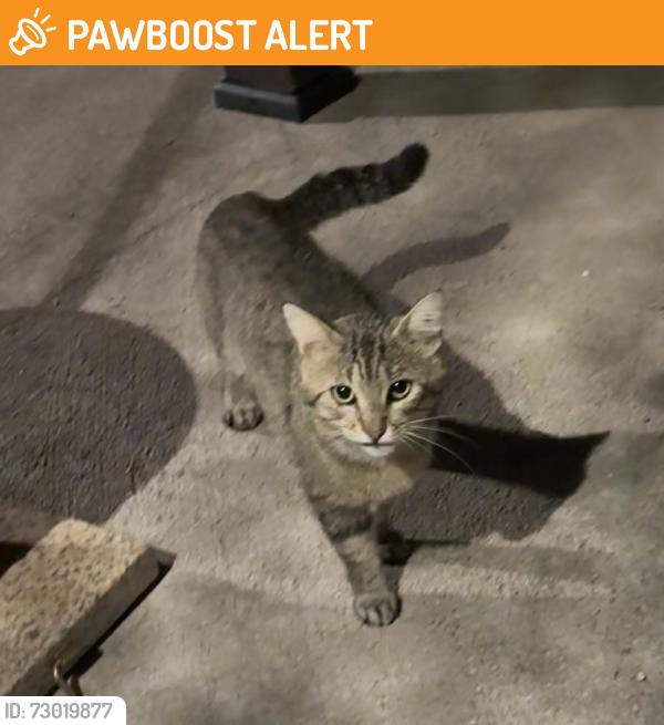 Found/Stray Unknown Cat last seen Barker Cypress and Queenston, Canyon Lakes At Stonegate, TX 77095