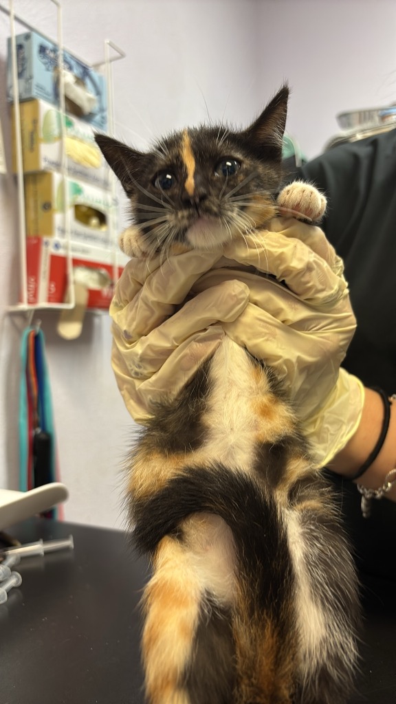 Shelter Stray Female Cat last seen Bexar County, 3353 Morningside Dr, New Braunfels, TX 78132, USA